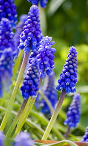Pin On Flowers