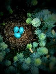 Real Bird Eggs For Sale Robin Egg Blue Blue Eggs Beautiful Birds Bird Eggs