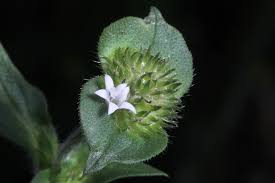 Image result for Richardia scabra