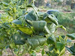 The most likely cause of leaf curl in a meyer lemon owned by. Why Are My Lemon Leaves Curling The Garden Of Eaden