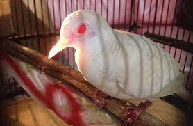 Menjual perkutut anakan ,remaja, dan indukkan anakkan putih 500.000 ekor hitam( biasa) 50.000 ekor coklat 200.000 ekor udan mas 300.000 ekor f1 200.000 ekor hitam kalung tepuk 700.000 ekor silver 400.000 ekor daringan kebak 400.000 ekor remaja umur diatas 6 bulan: Perkutut Udan Mas Bertuah Dengan Ciri Katuranggan Yang Asli Burungnya Com