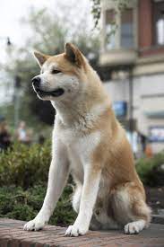 Pin By Elizabeth Nunes De Sousa On Animals Japanese Dogs Akita Dog Cute Animals