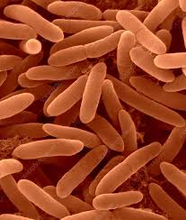 Image result for Pseudomonas syringae