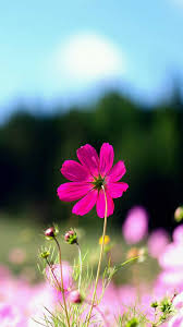 Choose from hundreds of free flower wallpapers. High Quality Samsung Galaxy Flower Wallpaper