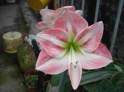 芳草園 孤挺花amaryllis apple blossom 蘋果花 plants