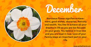 December Birth Flower Narcissus