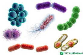 Morfologia bacteriana: você sabe classificar as bactérias morfologicamente?  | VET Profissional