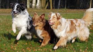 Image result for australian shepherd