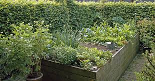 Bei uns geht es um unseren garten und den wunsch sich selbst mit obst und gemüse zu versorgen. Gemuse Fur Hochbeete Diese Sorten Eignen Sich Am Besten Mein Schoner Garten