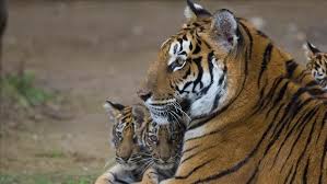 Kbs dianggap tak bisa memberikan perawatan, makanan, kesehatan dan tempat tinggal layak bagi para. Harimau Di Kebun Binatang New York Positif Terinfeksi Covid 19