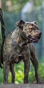 Kamen is an adoptable american bulldog, labrador retriever dog in chesterfield, sc please meet kaman, he is a male bulldog mix, 52lbs and heart worm positive. Tiervermittlung