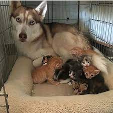 Seppala Siberian Sleddog Puppies For Sale Georgetown Tx Cute Animals Baby Animals Funny Animals