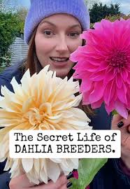 The Secrets Behind Dahlia Breeding Techniques
