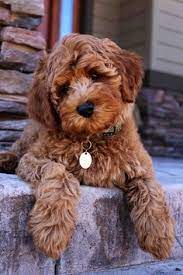 B000623407 all pups raised in our home and ready to go home 22nd october 2020. 34 Doodle Ideas Puppies Labradoodle Doodle Dog