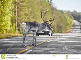 Im südosten finnlands formten einst gletscher die hügelige landschaft. Ren Das Eine Strasse In Finnland Kreuzt Finnische Landschaft Reise Stockbild Bild Von Roadkill Frech 109454145