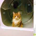 11 Cute Pictures of Ragdoll Cats - The Spruce Pets