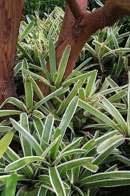 Neoregelia Compacta Bossa Nova And Arbutus Marina Arbutus Marina Variegated Plants Foliage Plants