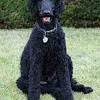 As ethical standard poodle breeders, we understand that no matter how cute or fluffy, not every standard poodle can be an oak hill farm mom or dad. Https Encrypted Tbn0 Gstatic Com Images Q Tbn And9gctwgjqg5srup V0lfisljt1ybshgybscdwottppaxgyu1c05mxm Usqp Cau