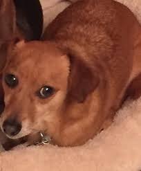 Pin On Kentucky Dachshund Rescue