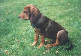 Tyrolean Hound Tiroler Bracke Dogs Puppy Anjing