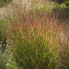 We did not find results for: 8 Best Ornamental Grasses To Add Privacy To The Garden