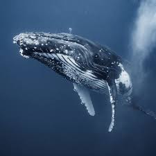 Lobster diver is swallowed whole by humpback and survives 30 seconds inside whale's mouth they believe the whale that ate packard was young, and that it had been trying to gulp down some. Twelve Metre Humpback Eye To Eye Humpback Whale Whale Save The Whales