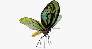 Queen Alexandras Birdwing Butterfly 3d Queen Alexandra Butterfly Drawing Butterfly