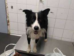 Maybe you would like to learn more about one of these? Border Collie Blacktown Pound Pets Needing Homes Nsw Facebook