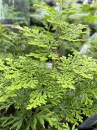 Image result for Selaginella soyauxii