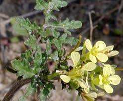 Image result for Erucastrum