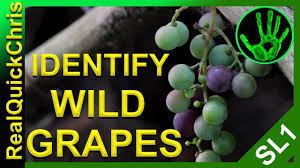 There are many cultivars of grapevines; Those Wild Grapes Could Kill You How To Identify Wild Edible Plants And Weeds To Forage For Food Youtube