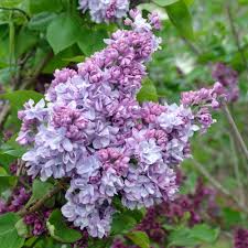 Maybe you would like to learn more about one of these? Syringa Katherine Havemeyer Lilac Tree For Sale Free Uk Delivery