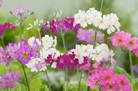 Image result for Primula malacoides