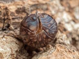 Image result for Isoglossa vulcanicola