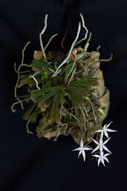 Image result for Aerangis kirkii