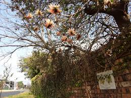 Image result for Erythrina abyssinica × lysistemon