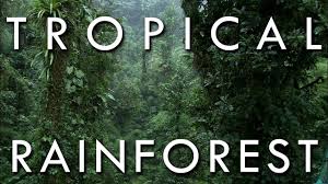 Check spelling or type a new query. The Tropical Rainforest Climate Youtube