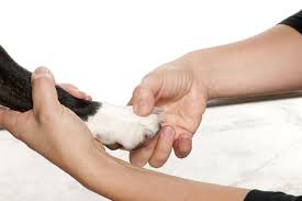 Even if a vet reviews your case and approves the funds, the funds can be removed from you based on a separate determination. National Frankie S Friends Fund Frankie S Friends