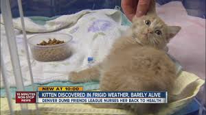 Frozen Kitten Named Elsa Rescued From Snow Storm Youtube