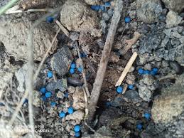 Stonoga murowa jest skorupiakiem z rodziny oniscidae. Zobacz Watek Prosionek Lub Stonoga Murowa Jak Wytepic