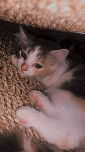 Perubahan warna hidung itu terjadi karena adanya peningkatan detak jantung dan tekanan darah yang. Saldy Nofriyan Saldynofriyan Profil Pinterest