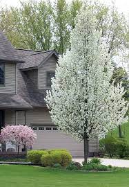 Median tree, narrow growing space. Mckay S Blog Columnar Trees Shrubs Our 7 Go To Plants For Narrow Spaces