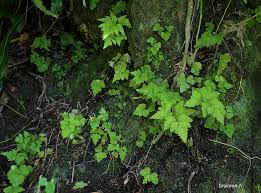 Image result for Asplenium pumilum
