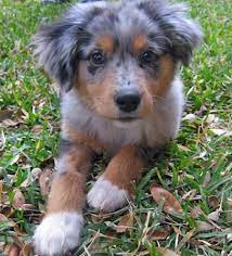 Mother is an f1b bernedoodle meaning she is 3/4 poodle, 1/4 bernese mountain dog. Jayde The Australian Shepherd Australian Shepherd Shepherd Dog Mix Australian Shepherd Dogs