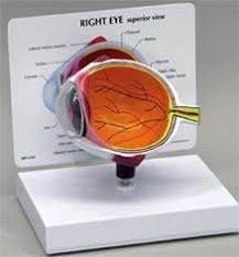 64 Ideas Eye Anatomy Model Diy Eye Anatomy Anatomy Models Anatomy