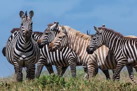 Zebras live in a huge variety of accommodations like grasslands, savannahs, shrublands, woodlands, mountainous or hilly areas of southern and eastern parts of africa. Extremely Rare Blonde Zebra Photographed