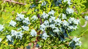 Image result for didymascella thujina