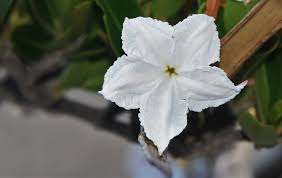 Image result for Mascarenhasia