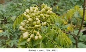 Image result for Clausena lansium