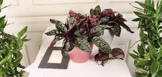 It can also be found it other warm tropical areas such as florida. Purple Waffle Plant Costa Farms
